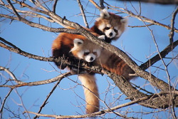 仲間と生活するレッサーパンダ